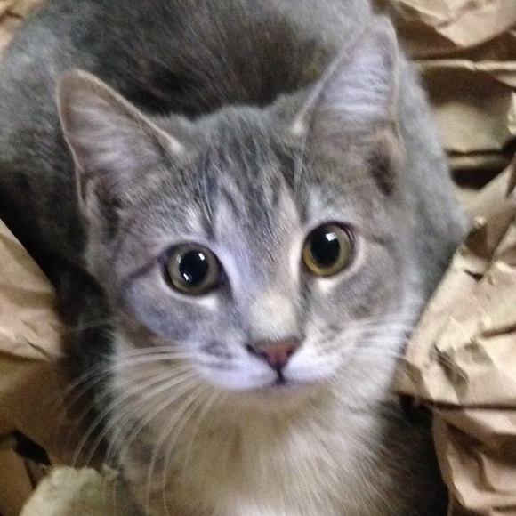 Meet your Posher, Rhoda - Picture 1 of 1